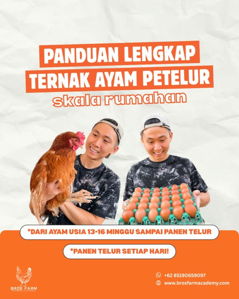 Panduan Lengkap Ternak Ayam Petelur Skala Rumahan Dari Usia 13 – 16 Minggu Sampai Panen Telur !