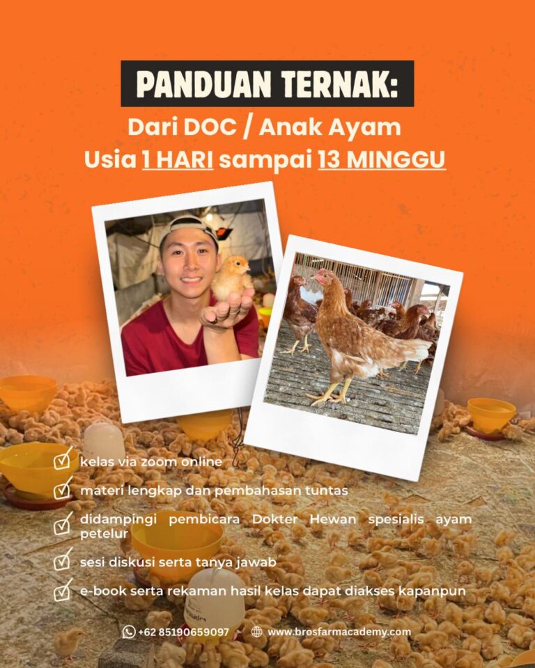 PANDUAN TERNAK DARI DOC ATAU ANAK AYAM USIA 1 HARI SAMPAI 13 MINGGU